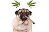 georgethedog