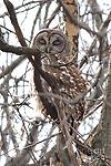 nightowl451