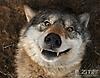 Wolfsong091