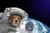transcendoggo