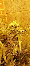 BudMast3r