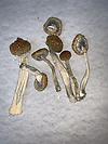 shroomsgrow