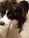 StuffyDog