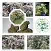 Ukgrower2