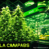 comprar cannabis en línea