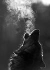 Lone_Wolf