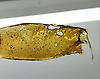 Artisan Extracts