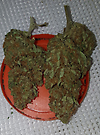 Germinator