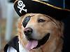 HigginsTheDog