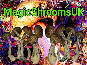 MagicShroomsUK