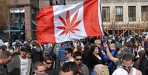 oCannabis