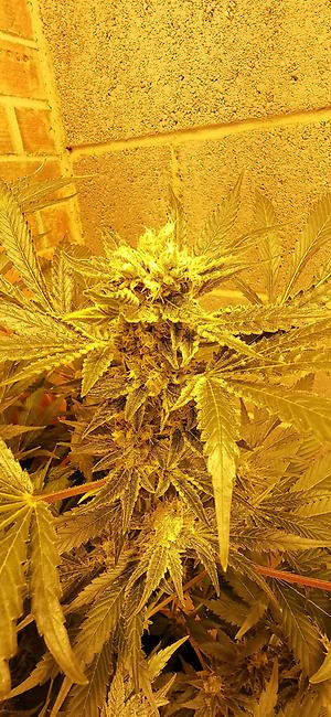 BudMast3r