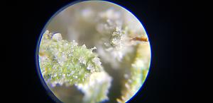 Extracter