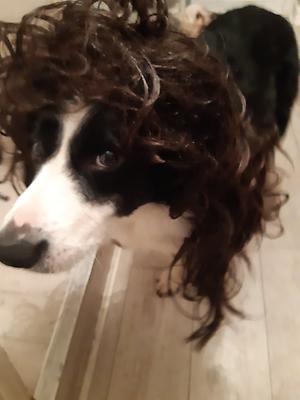 StuffyDog