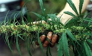 weeder