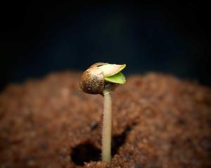 [beginner weed]