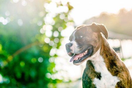 tigrrboxer
