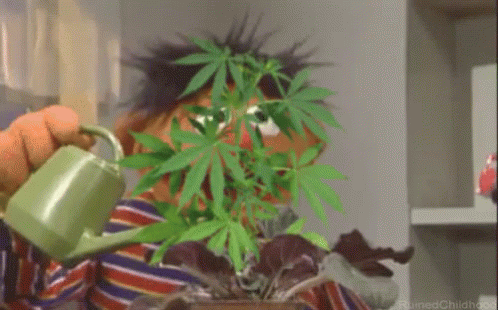 {cannabis growing}