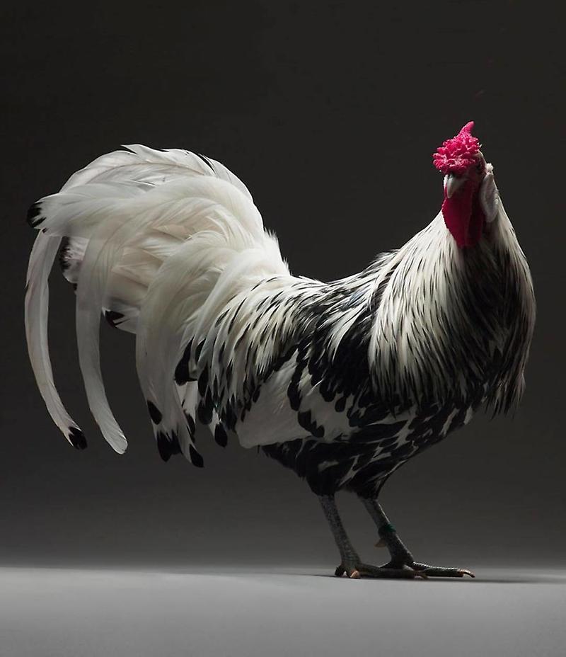 chickonfeed