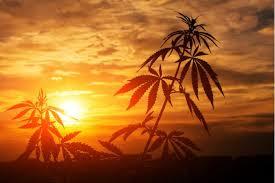 followthesun