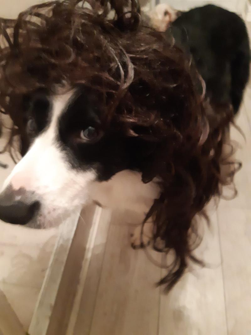 StuffyDog