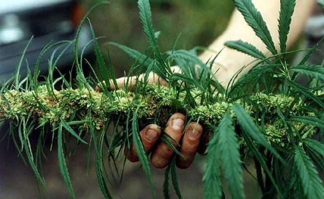 weeder