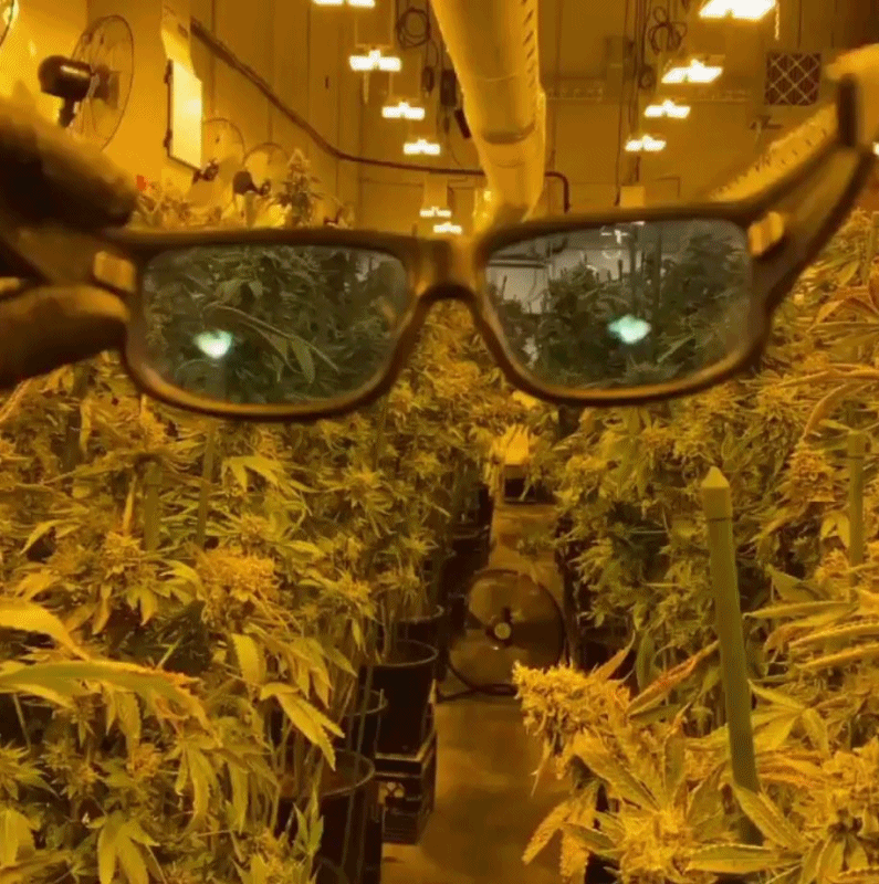 {growing bud}